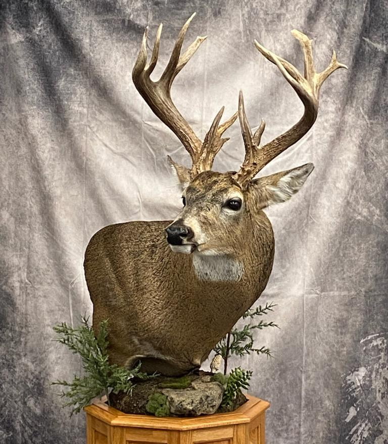 Big game quality taxidermy mount Arrowed 1