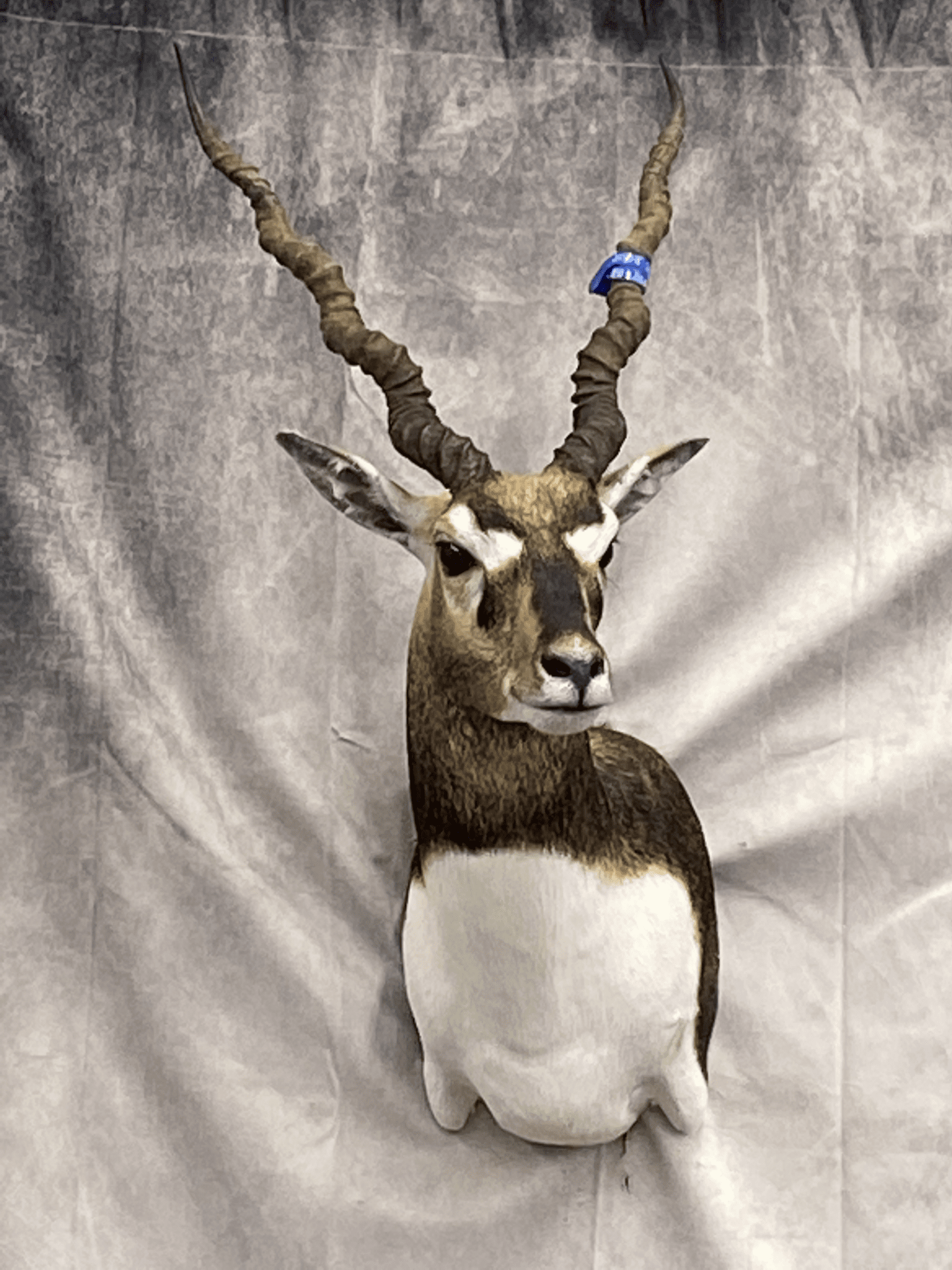 Taxidermied Animal Head