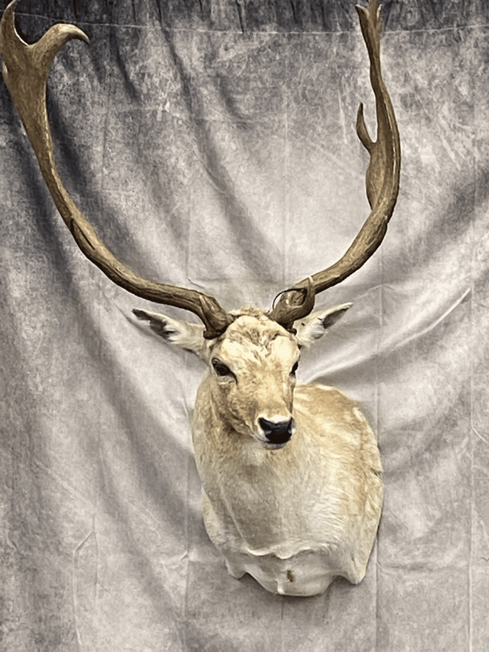 Taxidermied Animal Head