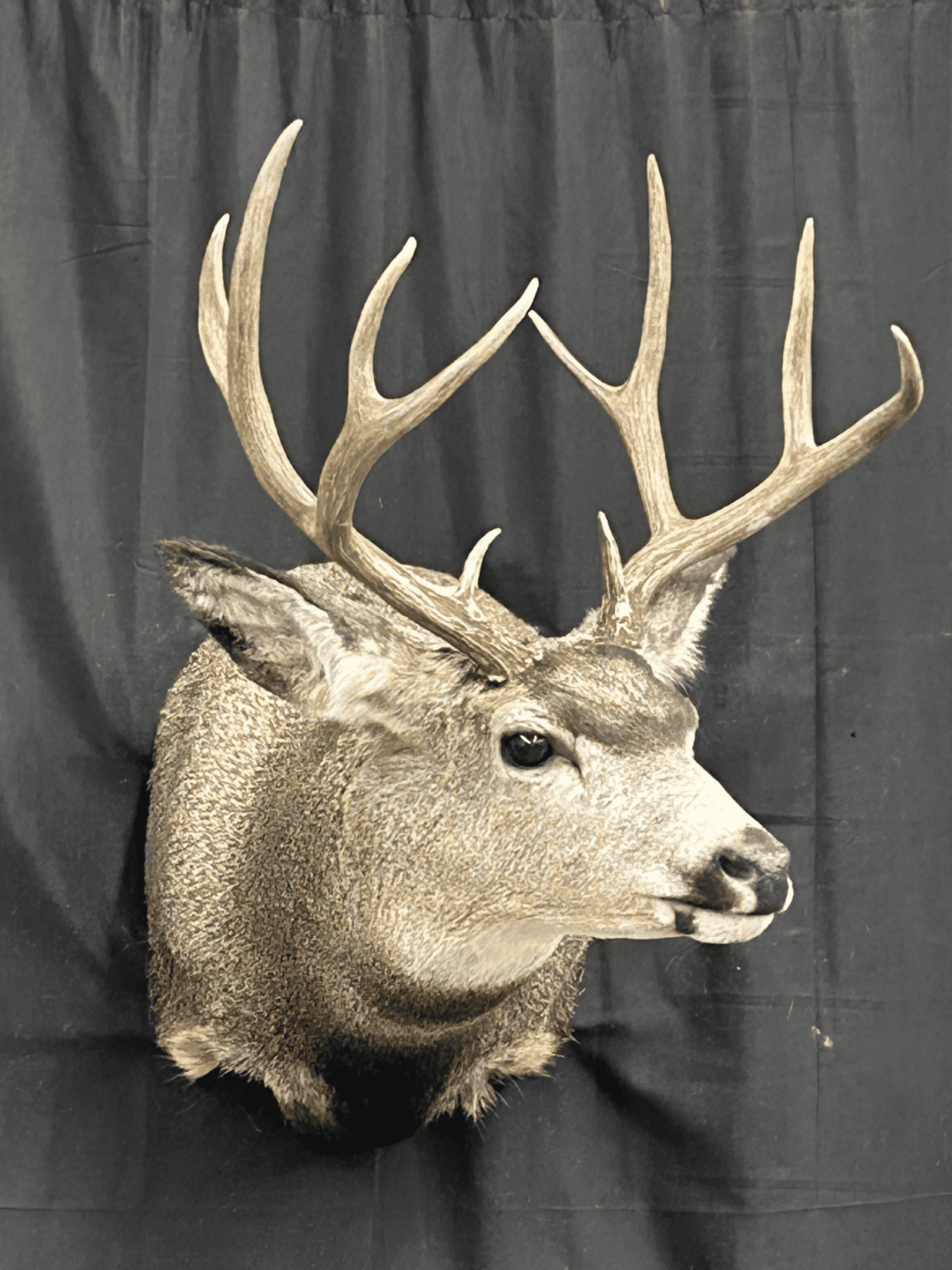 Award winning quality taxidermy Minnesota