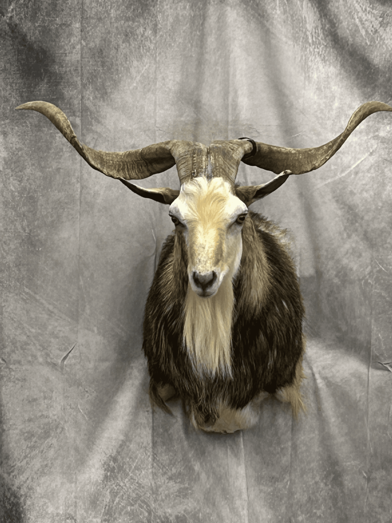 Taxidermied Goat Head