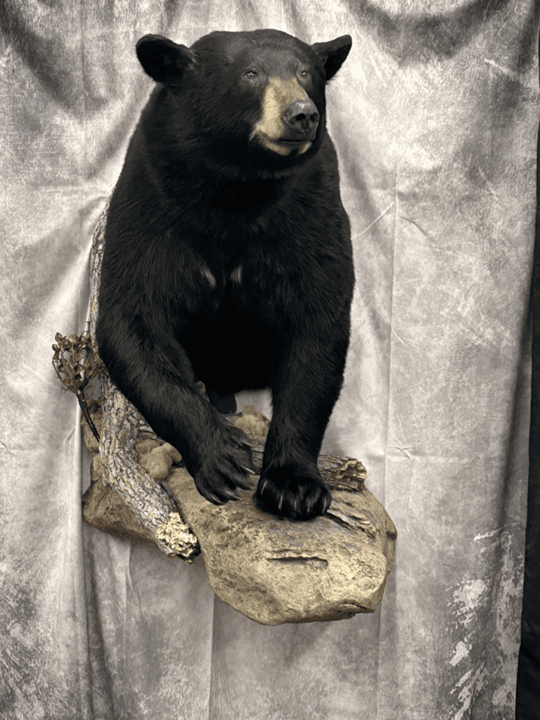 Quality taxidermy black bear mount Minnesota