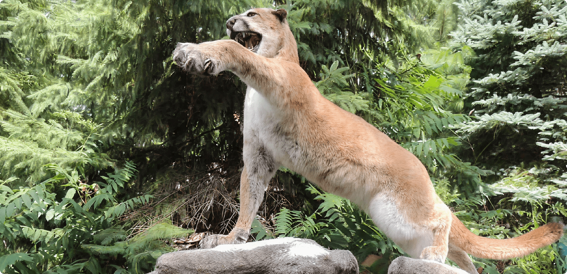 Mountain lion sculpture in nature