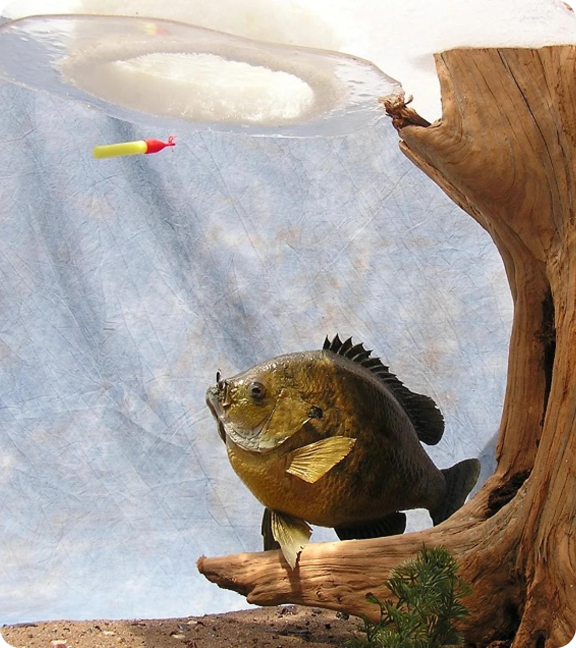 Fish eyeing lure under ice hole | Unique Species Taxidermy