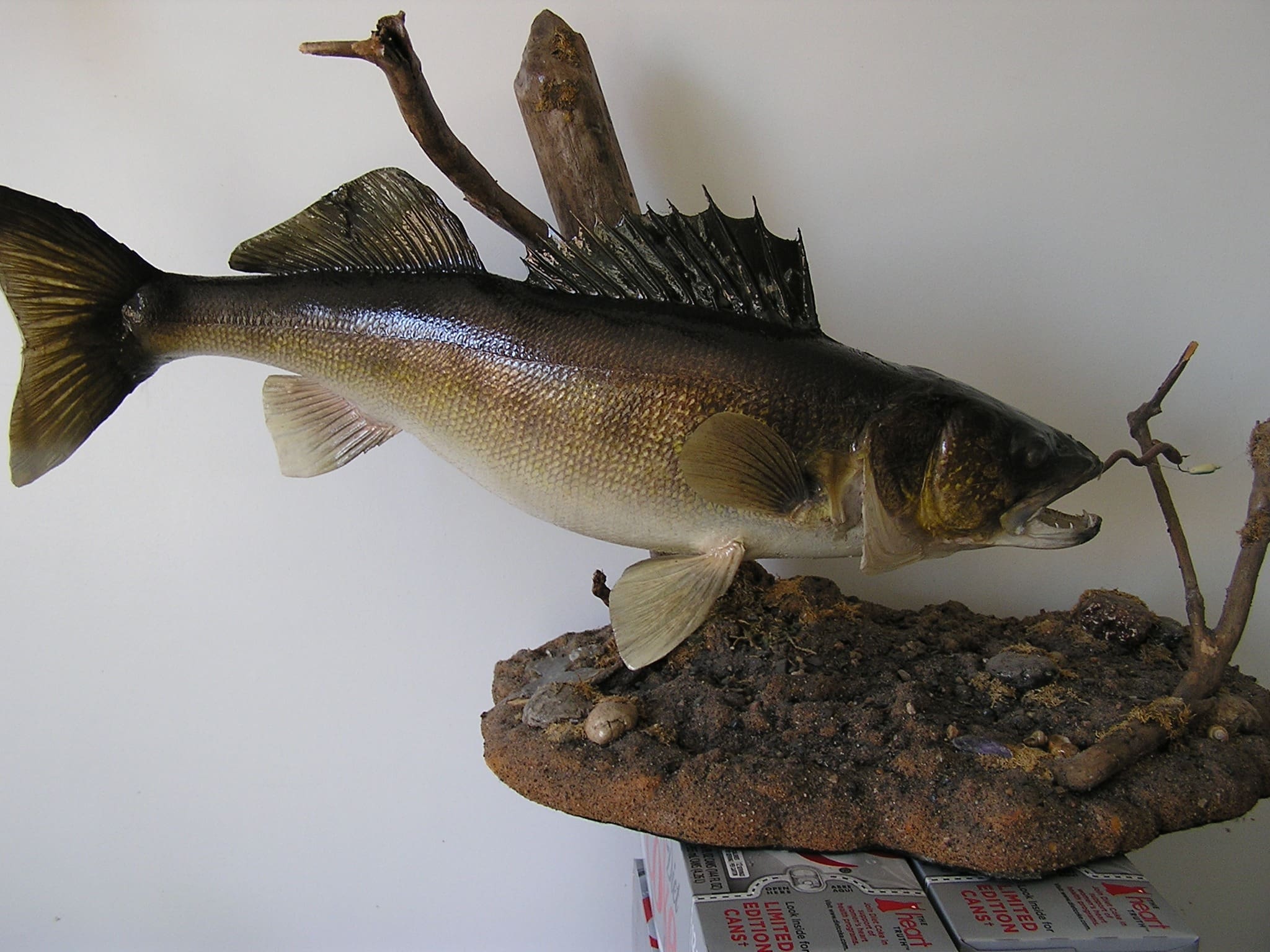 unique species taxidermy fish mount Minnesota