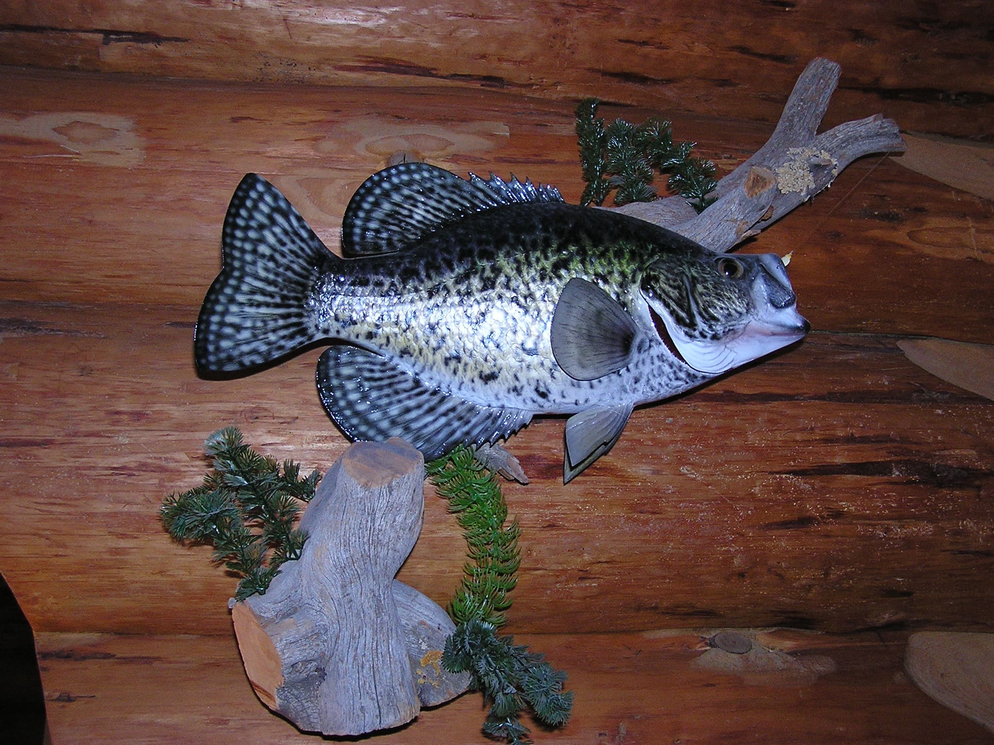 Decorative fish mount on log wall | Unique Species Taxidermy