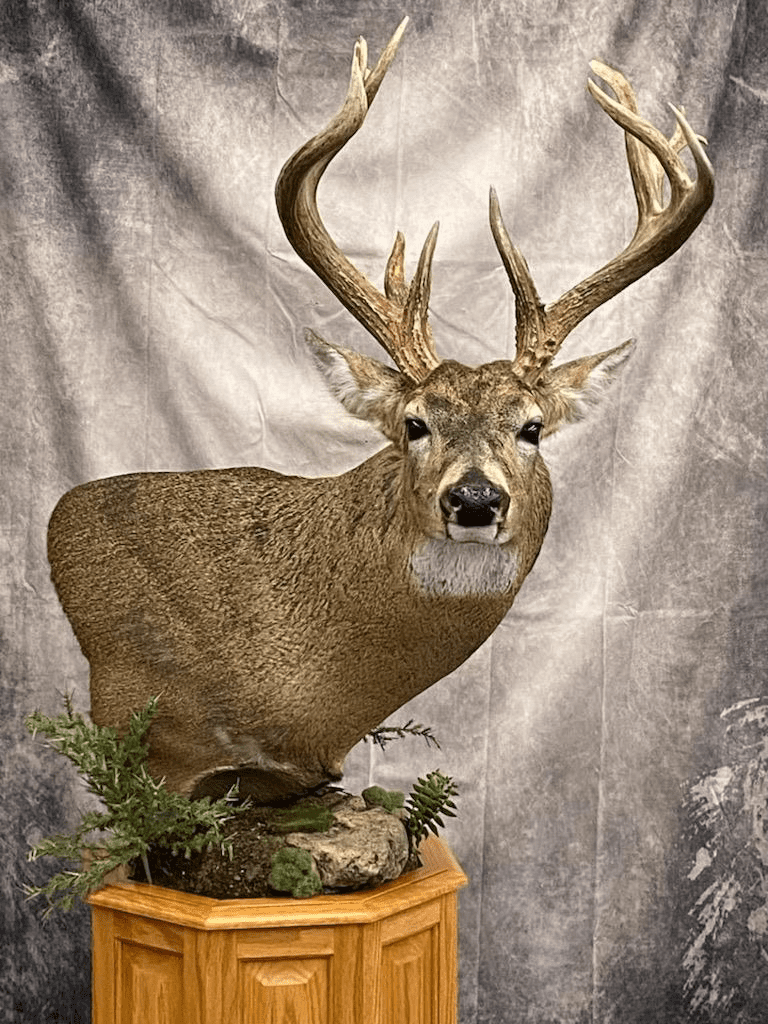Quality taxidermy whitetail deer mount