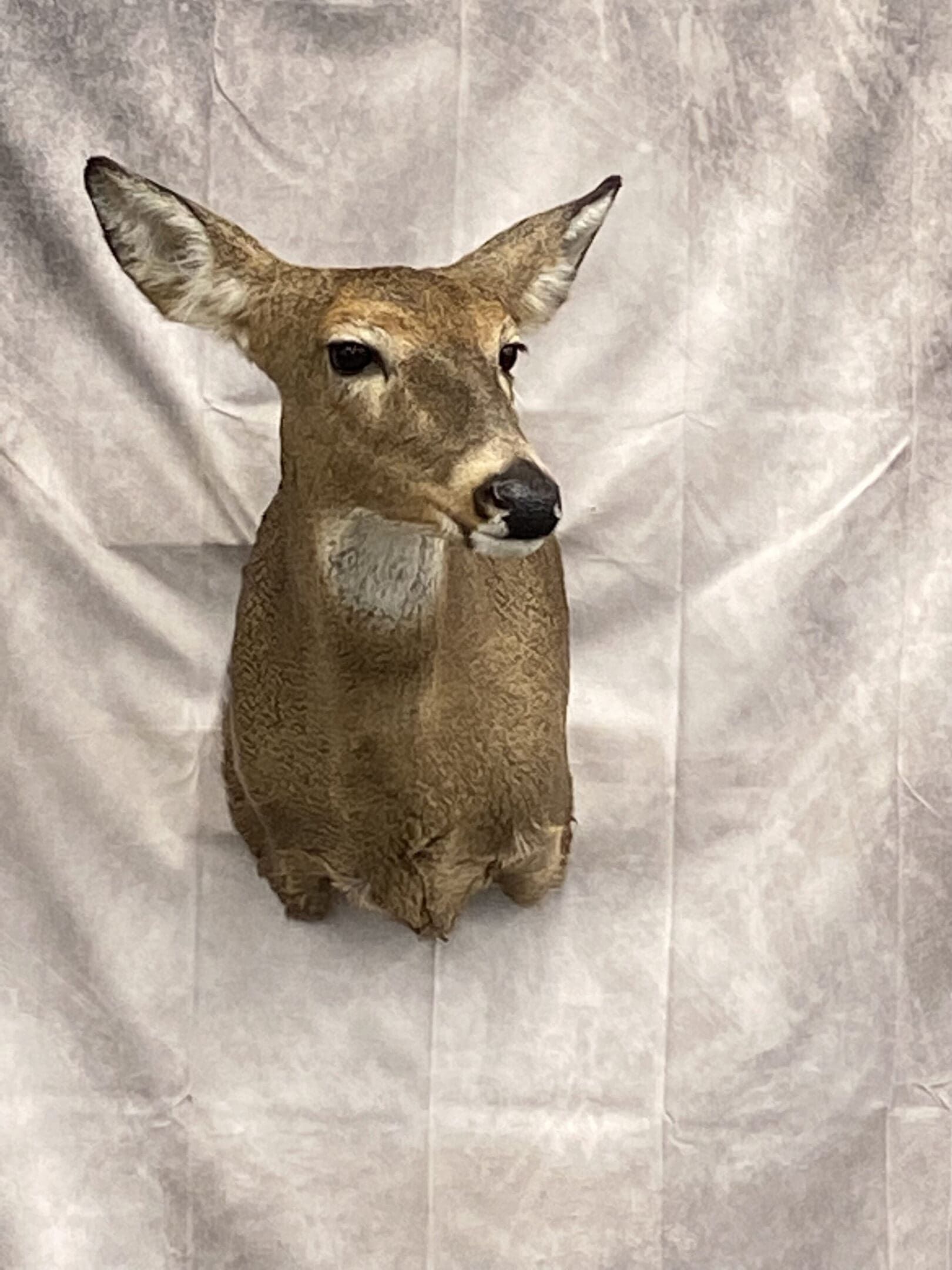 Taxidermied Deer Head | Big Game