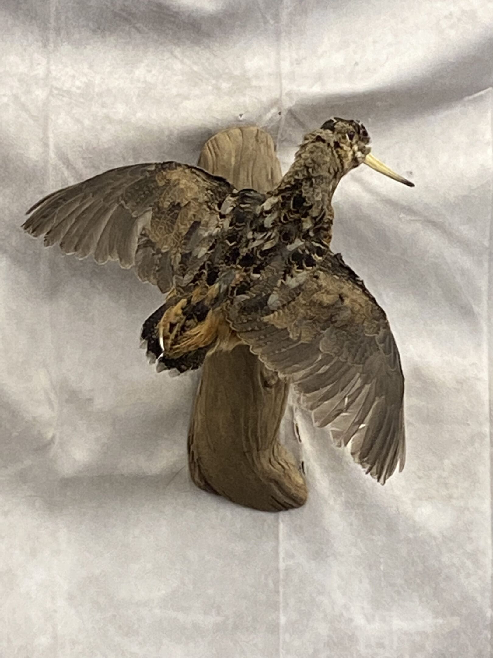 Taxidermied Bird