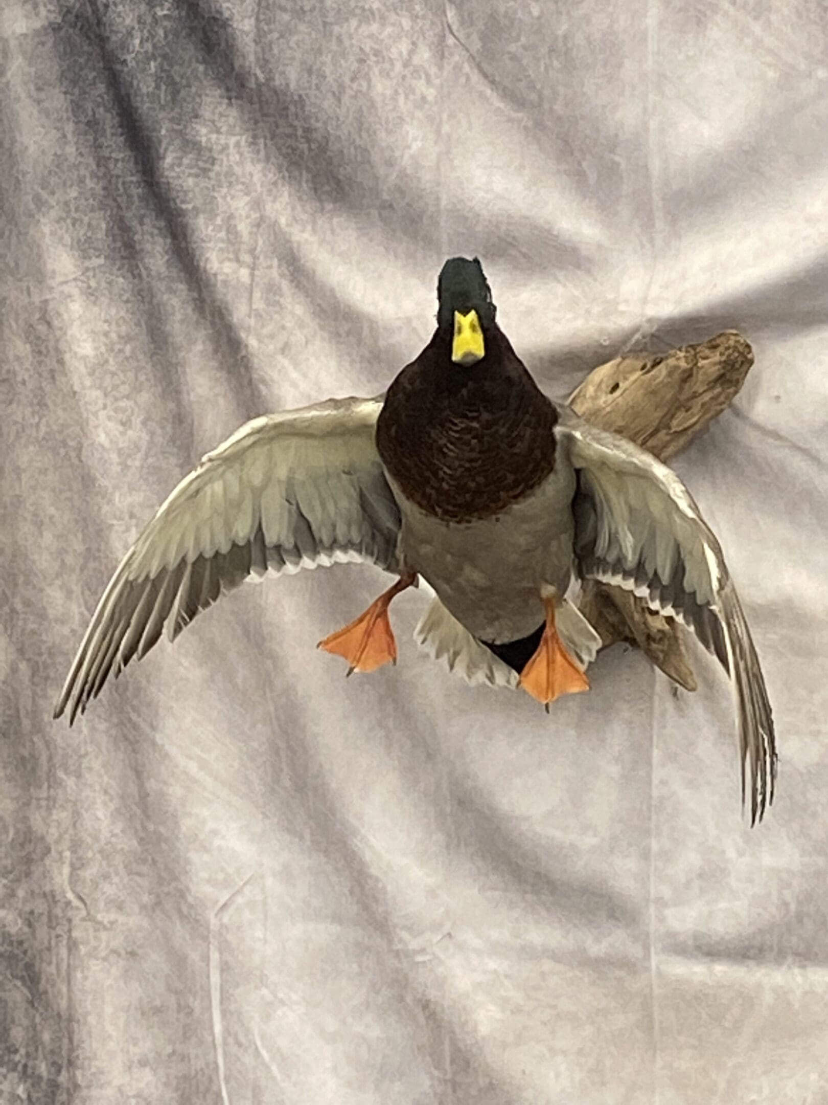 Taxidermied Bird Mounted On A Wall
