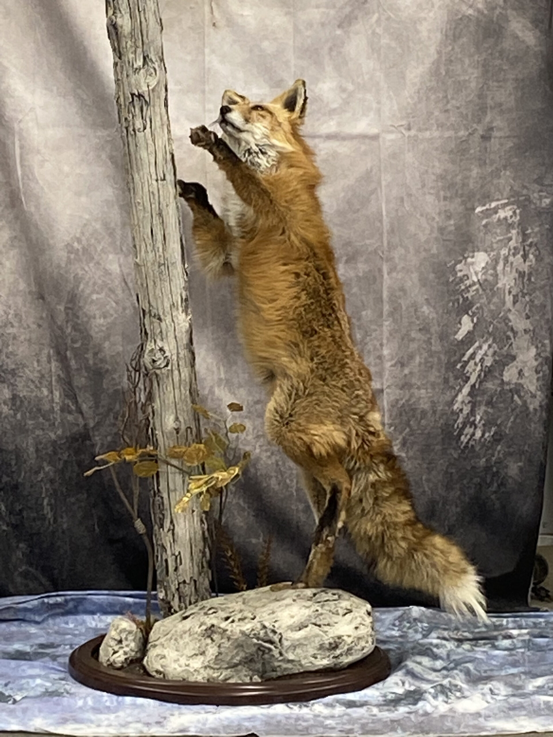Taxidermied Fox