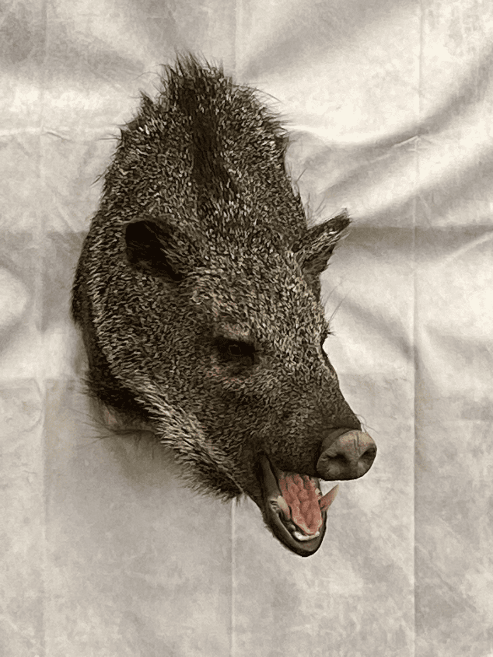 Taxidermied Boar Head | Big Game
