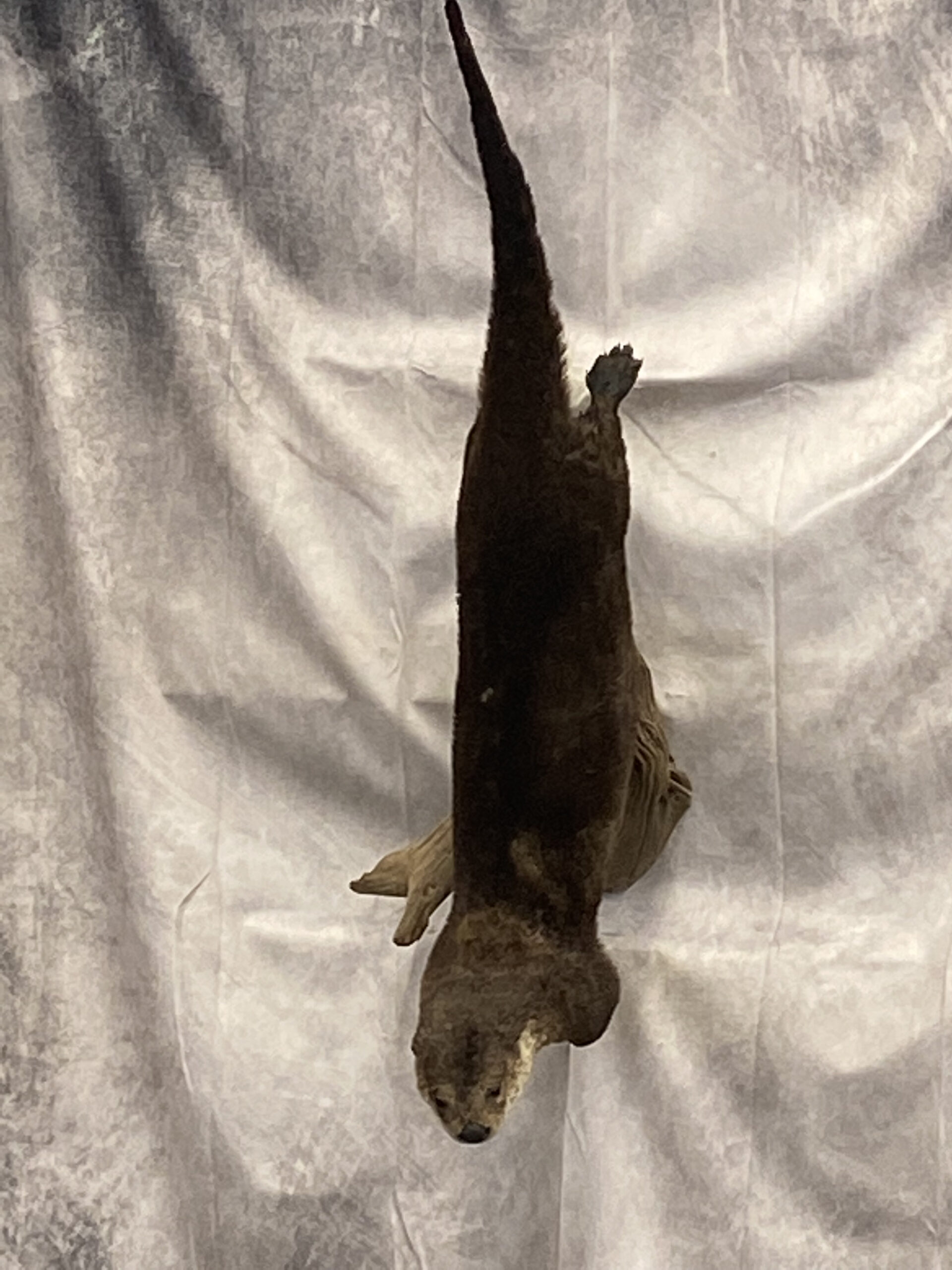 Taxidermied Otter