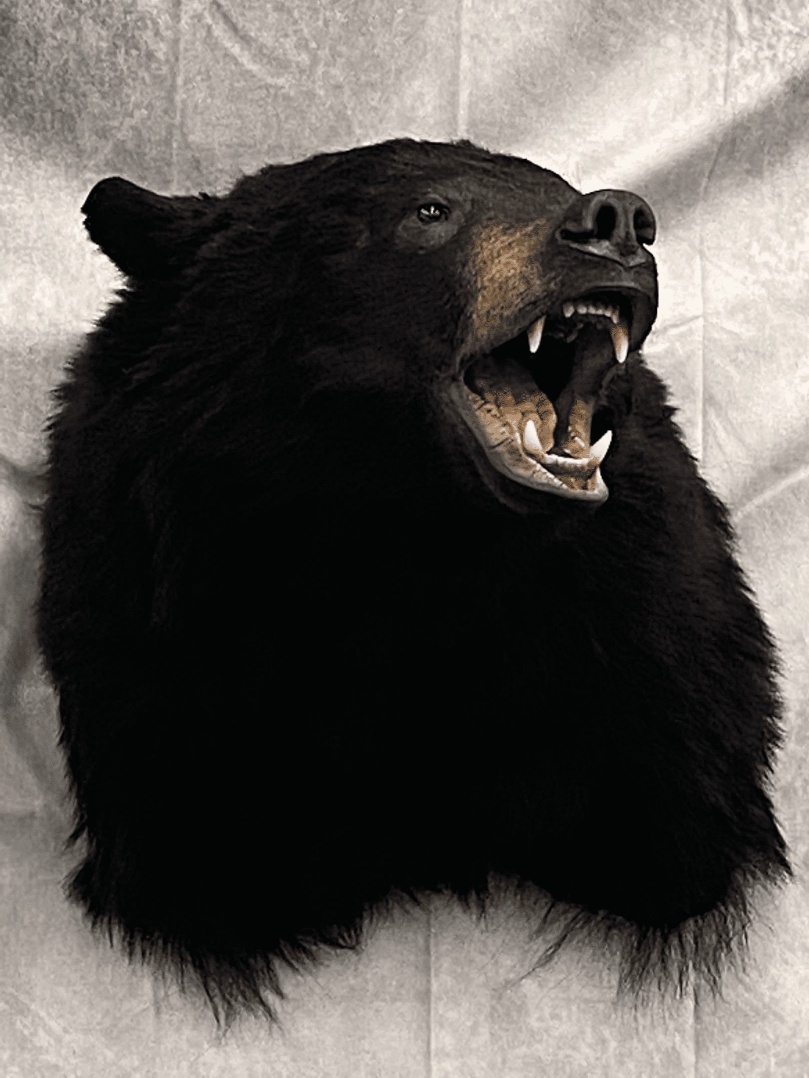 Taxidermied Black Bear Head | Big Game