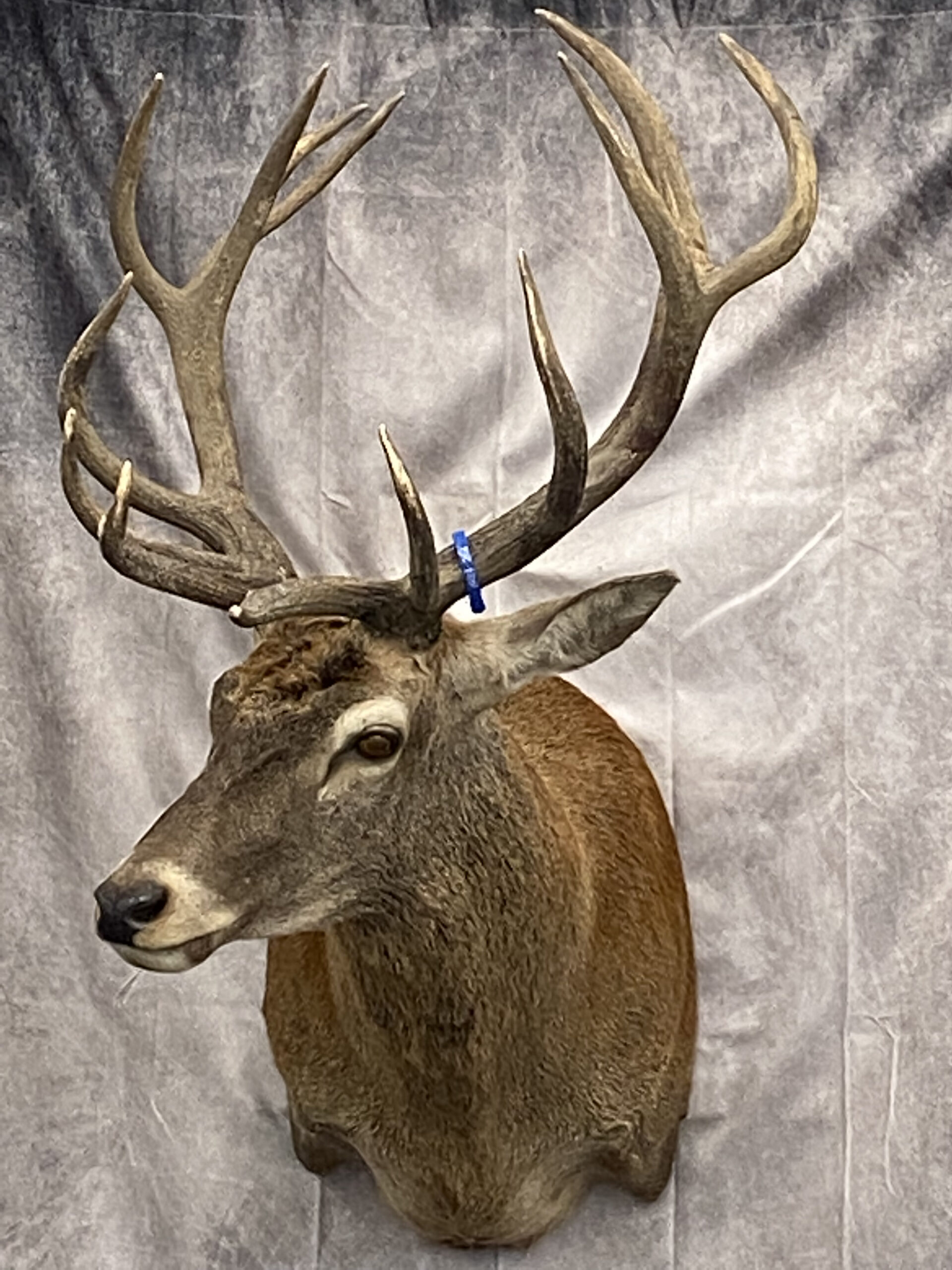 Taxidermied Animal Elk | Big Game