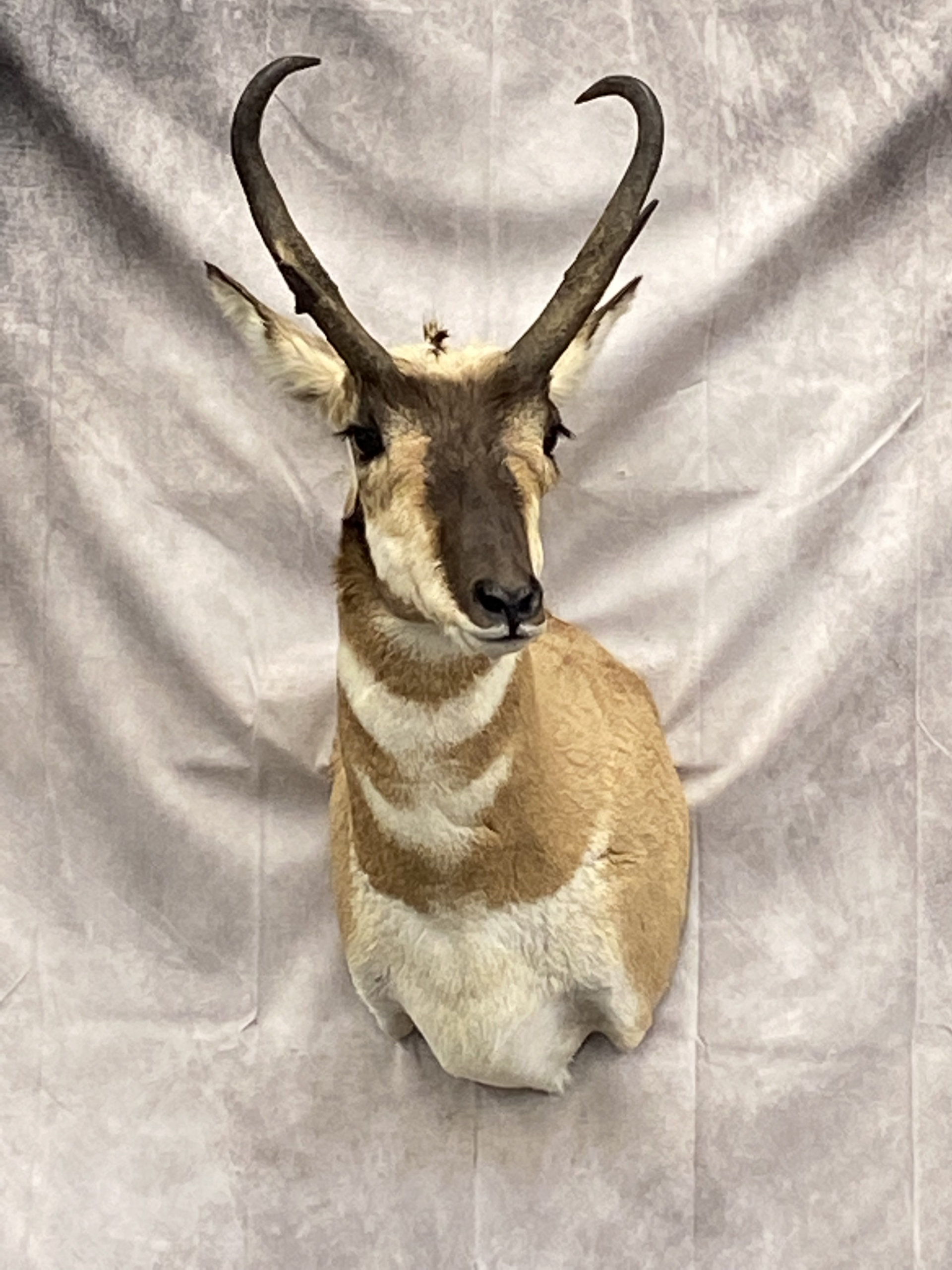 Taxidermied Animal Head | Big Game