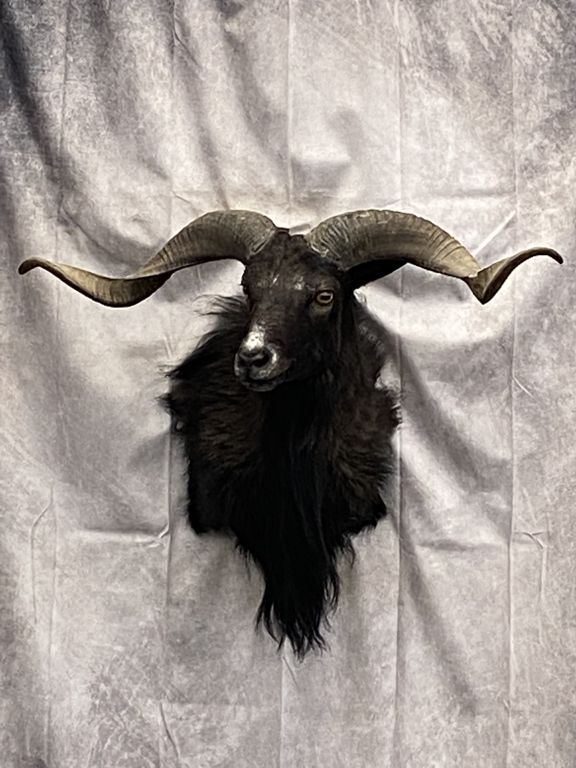 Taxidermied Goat Head | Big Game