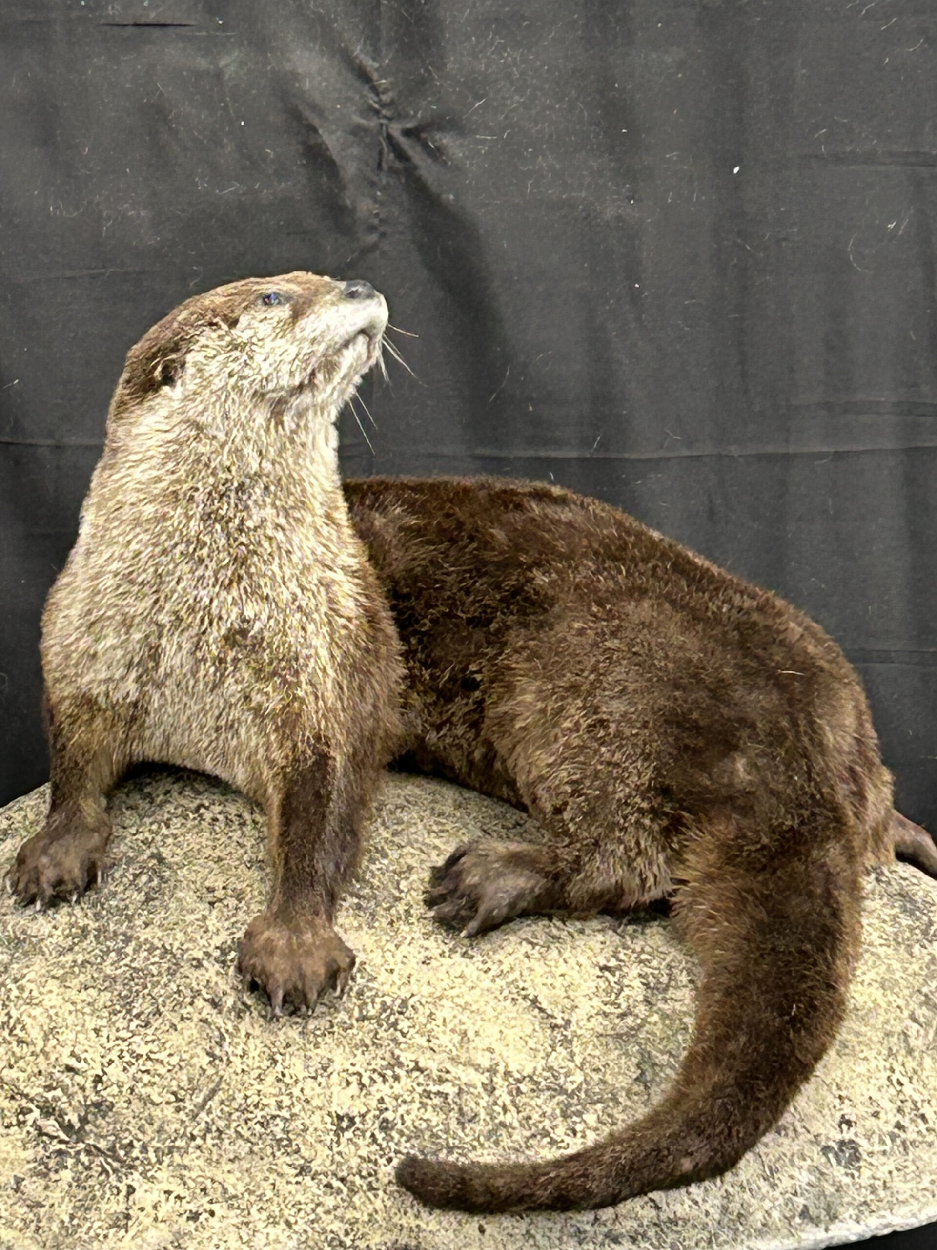 Taxidermied Otter Standing On 4 Legs