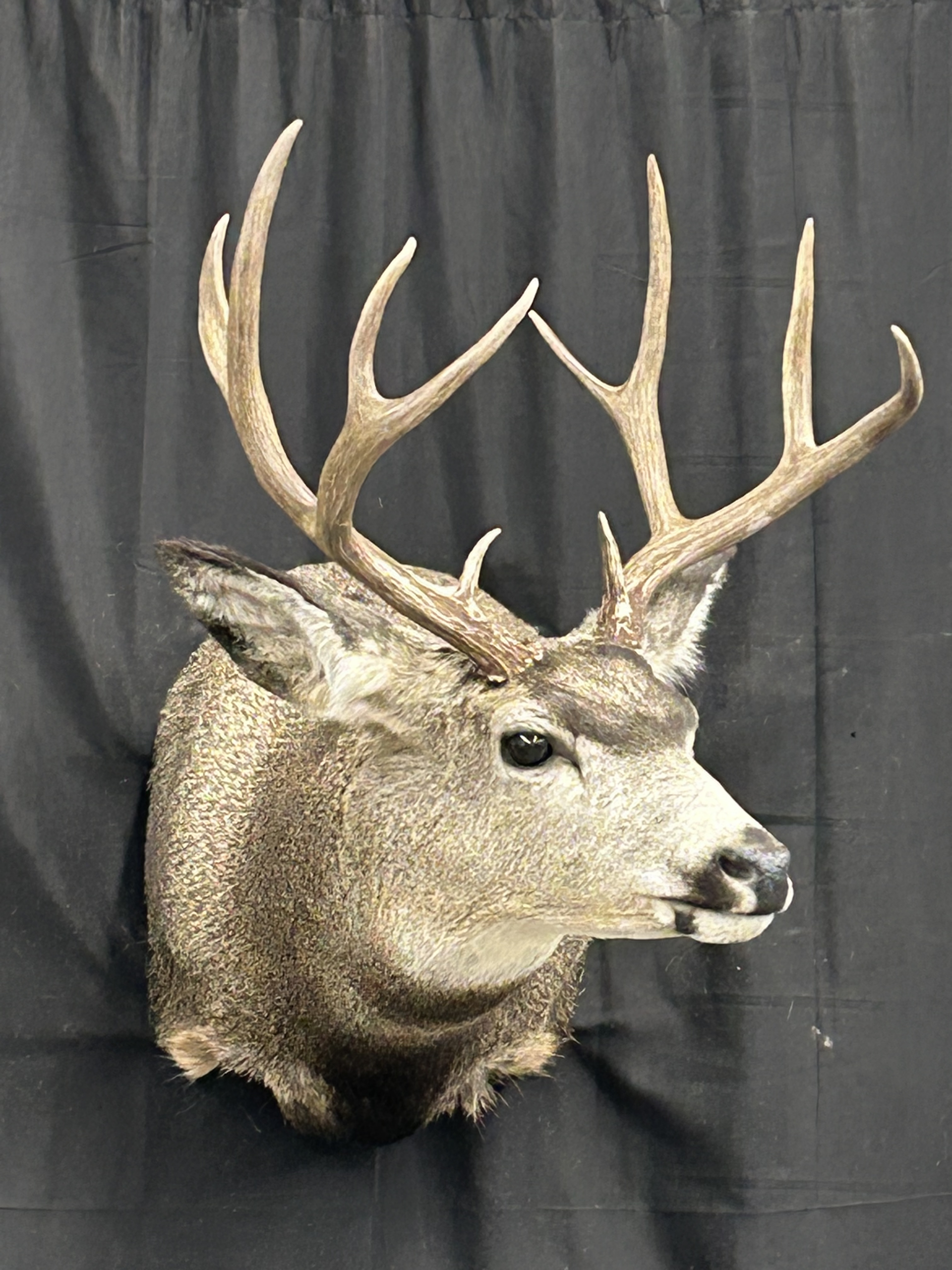 Taxidermied Animal Head with Black background walls | Big Game
