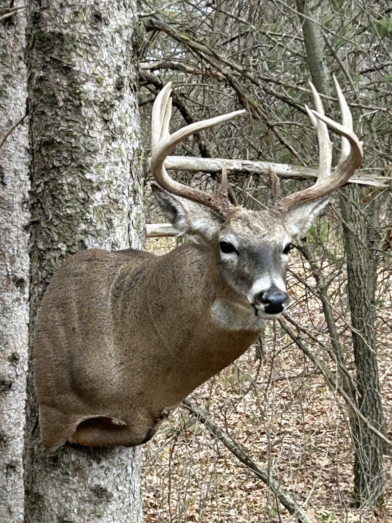 Quality taxidermy deer head mount Big Lake MN
