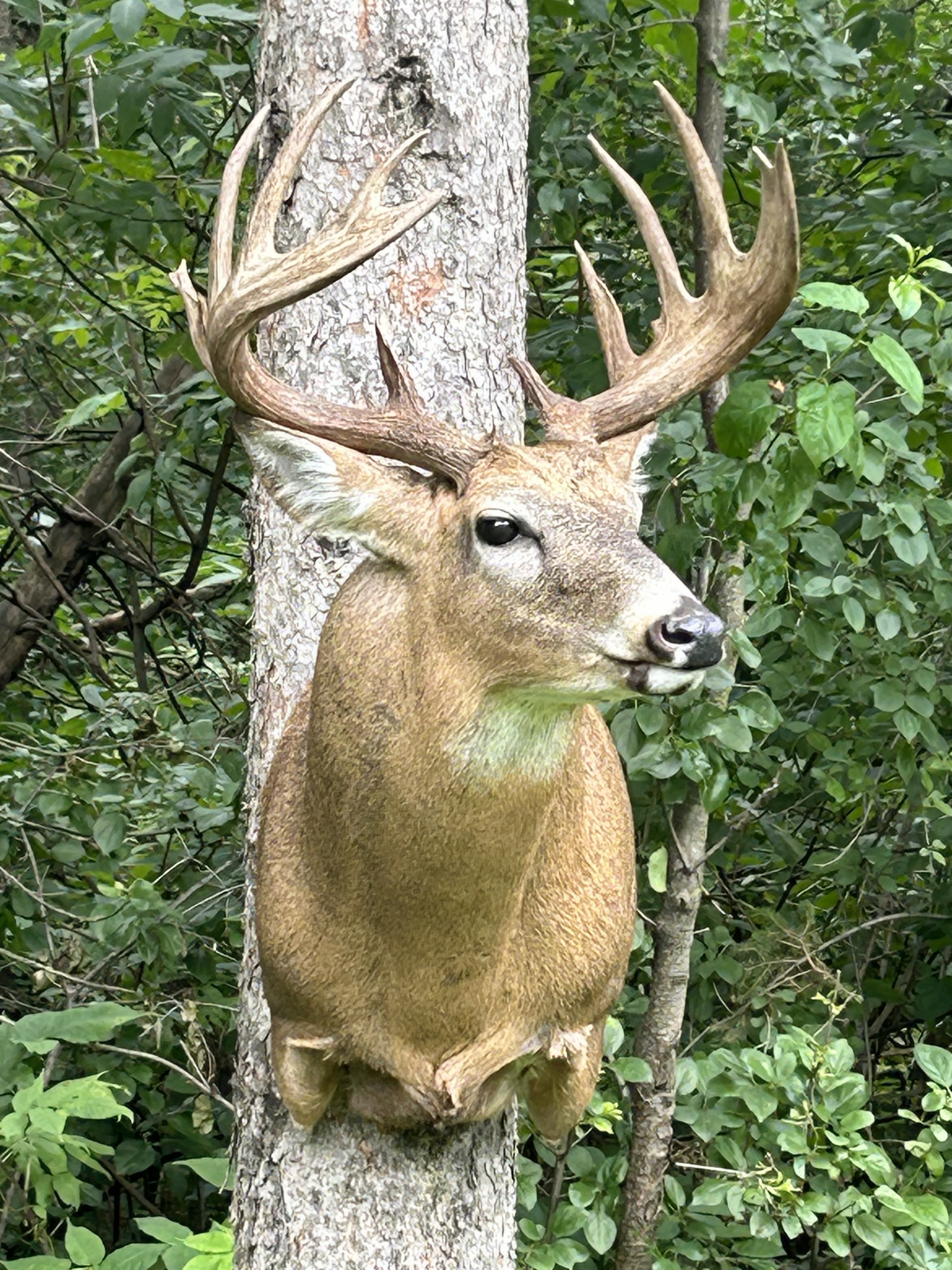 Taxidermied Deer Head Mounted On a Tree | Big Game