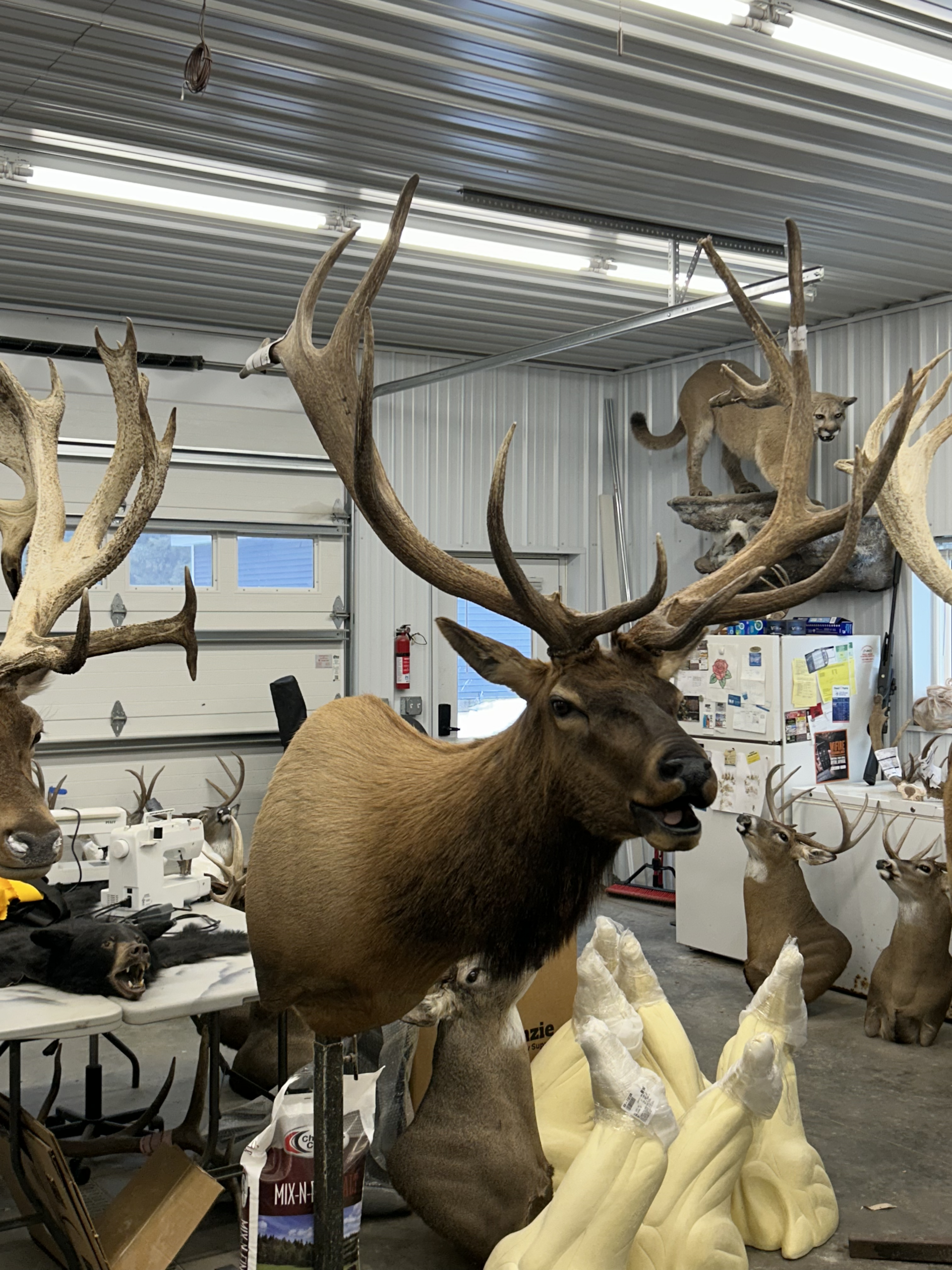 Taxidermied Elk Head | Big Game