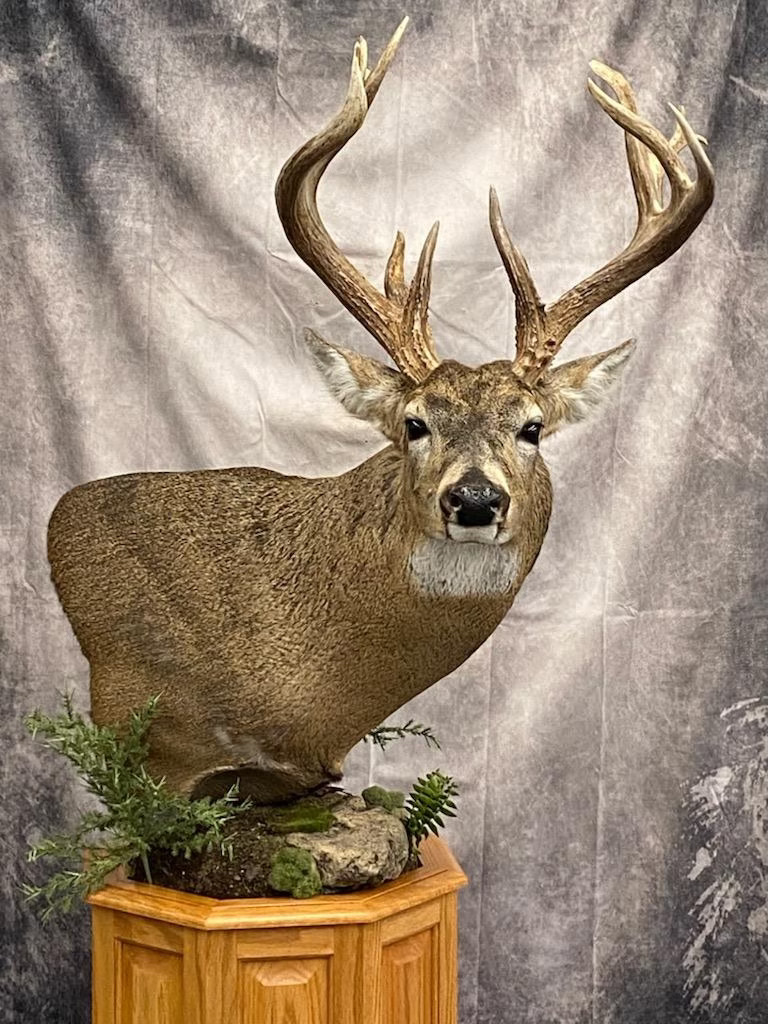 Taxidermied Animal Head On A Mount | Big Game